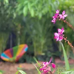 Experience Miami Magic: Tropical Pool Escape