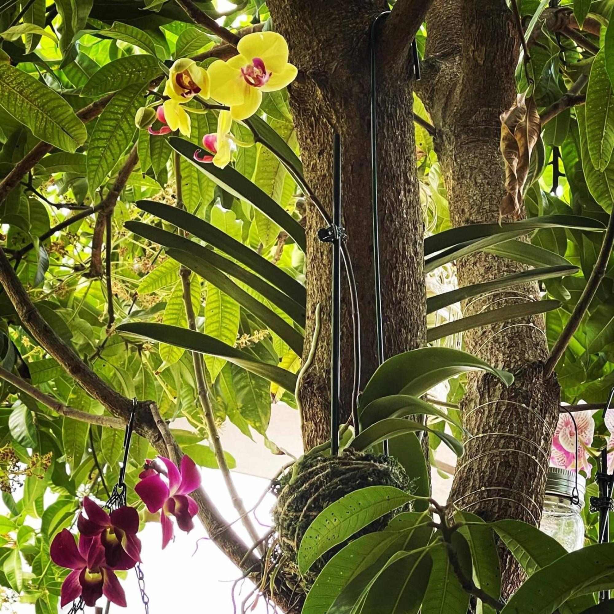 Experience Magic: Tropical Pool Escape Holiday home