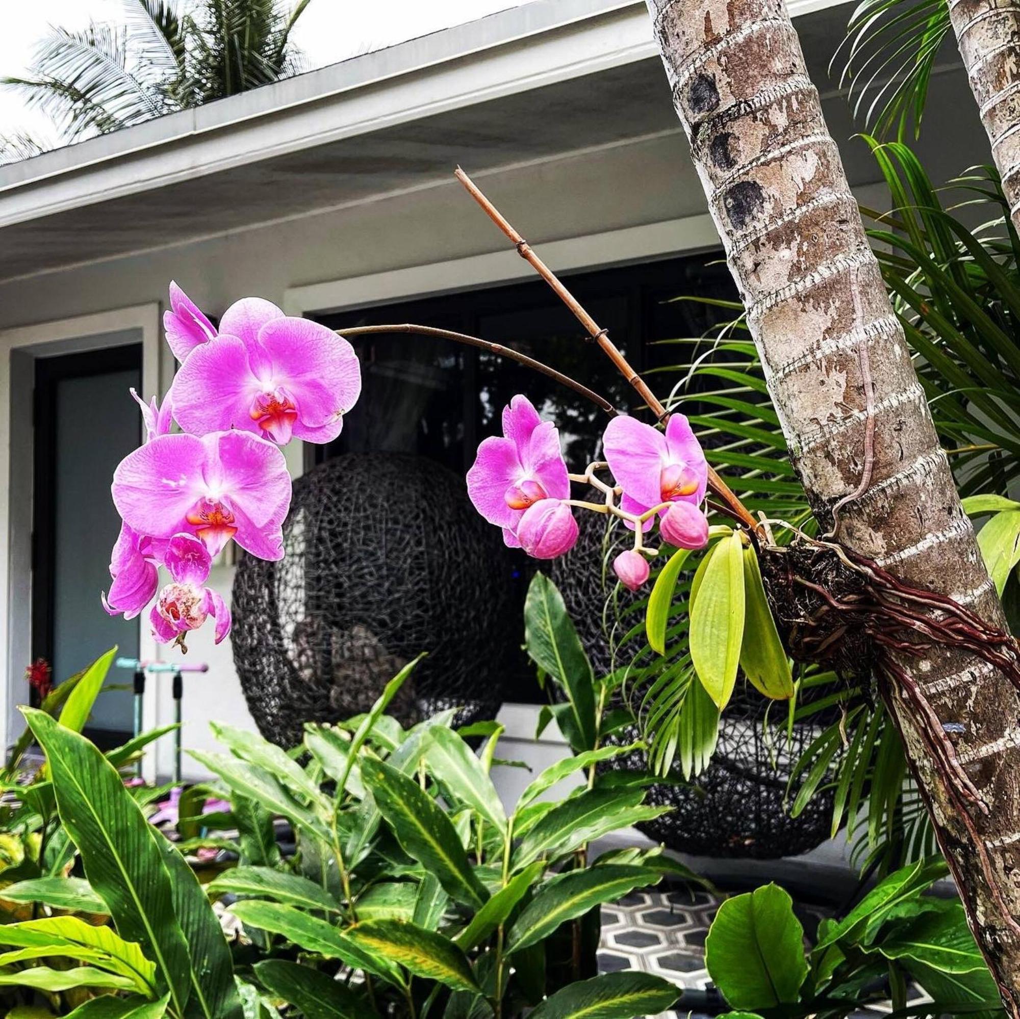 Experience Magic: Tropical Pool Escape Miami